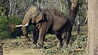 Wild Elephant Calf Falls into Well in Kerala's Pathanamthitta, Rescued After 3-Hour-Long Attempt PTI, Representative Image : Wild Elephant Calf Falls into Well in Kerala's Pathanamthitta, Rescued After 3-Hour-Long Attempt